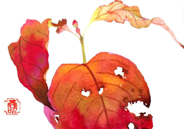 水彩画基础教学课程,鲜花/花卉/叶子/植物/手绘步骤过程线稿素材,百度网盘资源打包下载