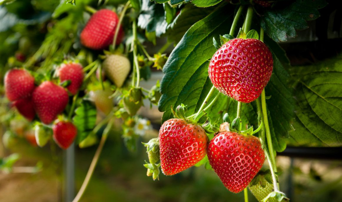 草莓种植 技术视频教程-教你怎样种植草莓
