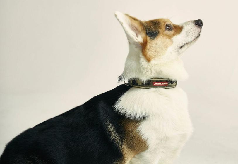 训狗/训犬视频教程-怎样让狗狗听话